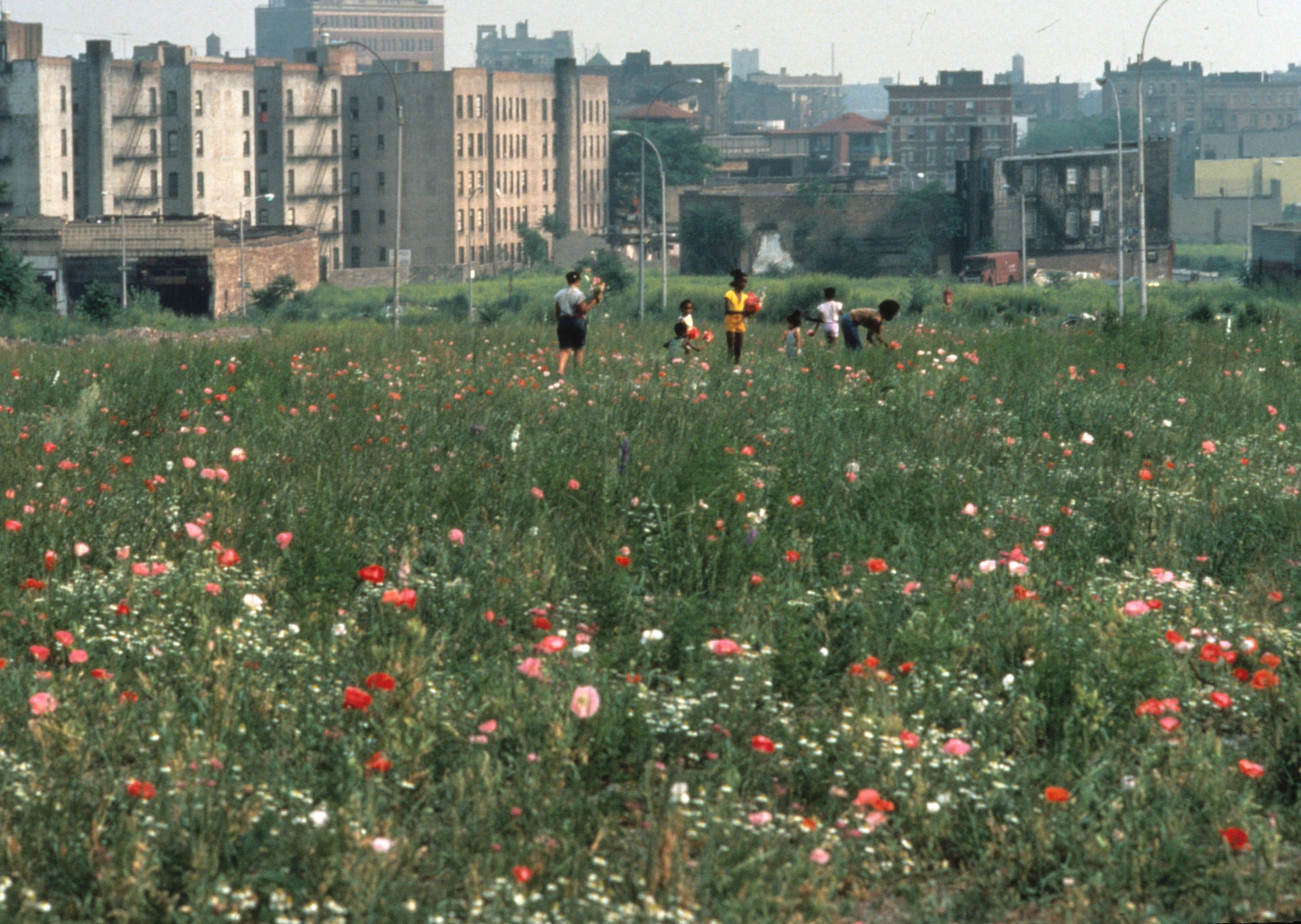 Resulting wildflower meadow 1981